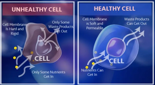The Role of Cellular Nutrition in Combating Oxidative&nbsp;Stress
